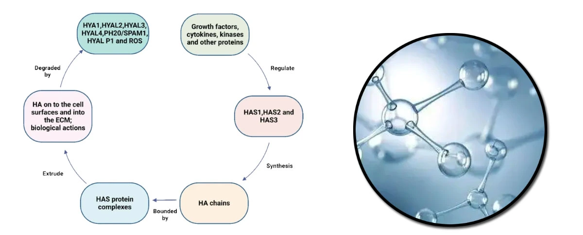 Sodium Hyaluronate Cosmetic Powder.jpg